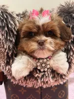 Lola, a female Shihpoo and Poodle - Toy  for sale in Cooper City, FL – Photo 8 of 8