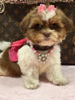 Lola, a female Shihpoo and Poodle - Toy  for sale in Cooper City, FL – Photo 5 of 8