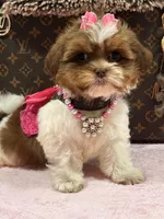 Lola, a female Shihpoo and Poodle - Toy  for sale in Cooper City, FL – Photo 4 of 8