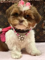 Lola, a female Shihpoo and Poodle - Toy  for sale in Cooper City, FL – Photo 6 of 8