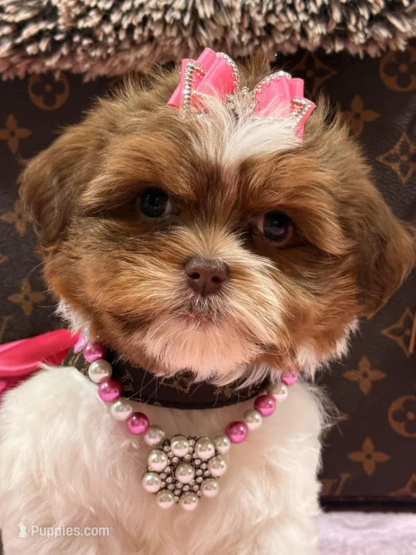 Lola – Shihpoo, Poodle - Toy  puppy for sale in Cooper City, FL