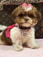 Lola, a female Shihpoo and Poodle - Toy  for sale in Cooper City, FL – Photo 2 of 8