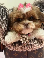 Lola, a female Shihpoo and Poodle - Toy  for sale in Cooper City, FL – Photo 7 of 8