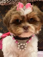 Lola, a female Shihpoo and Poodle - Toy  for sale in Cooper City, FL – Photo 3 of 8