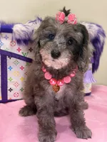 Lola, a female Cavapoo for sale in Cooper City, FL – 9 of 9