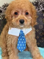Sam, a male Cavapoo for sale in Cooper City, FL – 2 of 4