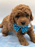 Sam, a male Miniature Goldendoodle for sale in Cooper City, FL – Photo 4 of 4