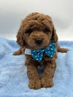 Sam, a male Miniature Goldendoodle for sale in Cooper City, FL – Photo 2 of 4