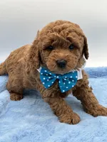 Sam, a male Miniature Goldendoodle for sale in Cooper City, FL – Photo 1 of 4