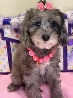 Lola, a female Cavapoo for sale in Cooper City, FL – 3 of 9