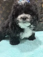Lucas, a male Yorkipoo for sale in Cooper City, FL – 2 of 8