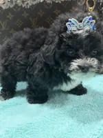 Lucas, a male Yorkipoo for sale in Cooper City, FL – 5 of 8