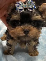 cody, a male Yorkshire Terrier for sale in Cooper City, FL – 4 of 7