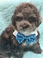 Blue, a male Yorkipoo for sale in Cooper City, FL – 5 of 5