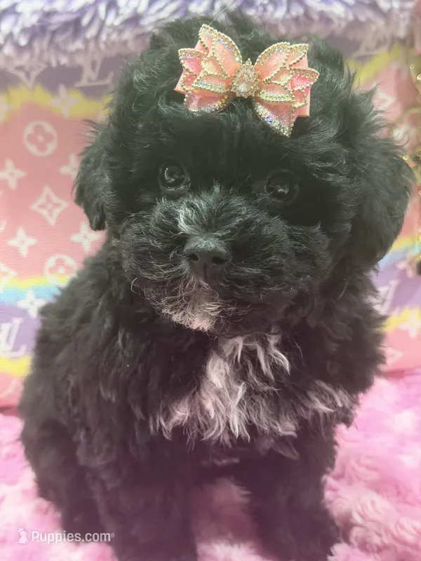 Ebony  – Yorkipoo puppy for sale in Cooper City, FL