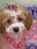 Mimi, a female Cavapoo for sale in Cooper City, FL – 6 of 8