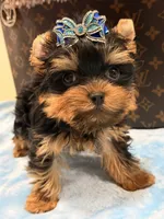 cody, a male Yorkshire Terrier for sale in Cooper City, FL – 5 of 7