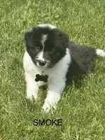 SMOKE, a male Border Collie for sale in Cloverdale, OH – 2 of 6