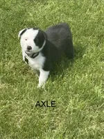 AXLE, a male Border Collie for sale in Cloverdale, OH – 3 of 6