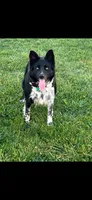 PorkChop, a male Border Collie for sale in Cloverdale, OH – 2 of 4