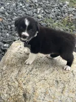 SPARK, a male Border Collie for sale in Cloverdale, OH – 4 of 6