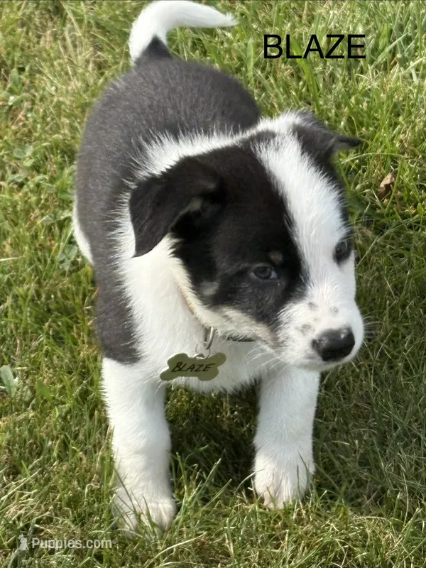 BLAZE – Border Collie puppy for sale in Cloverdale, OH