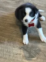 ROSE, a female Border Collie for sale in Cloverdale, OH – 3 of 7
