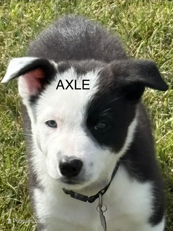 AXLE – Border Collie puppy for sale in Cloverdale, OH