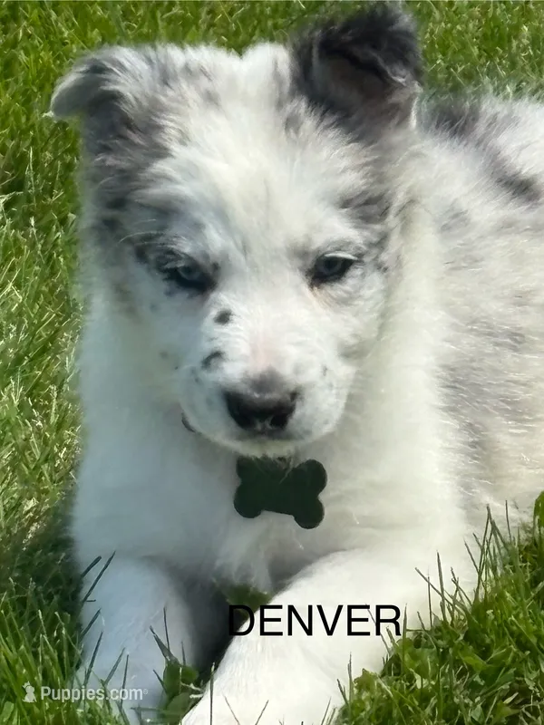 Denver  – Border Collie puppy for sale in Cloverdale, OH