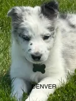 Denver , a male Border Collie for sale in Cloverdale, OH – 1 of 3