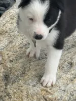 AXLE, a male Border Collie for sale in Cloverdale, OH – 4 of 6
