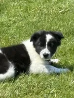 Richard, a male Border Collie for sale in Cloverdale, OH – 3 of 3