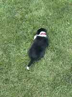 ROSE, a female Border Collie for sale in Cloverdale, OH – 7 of 7