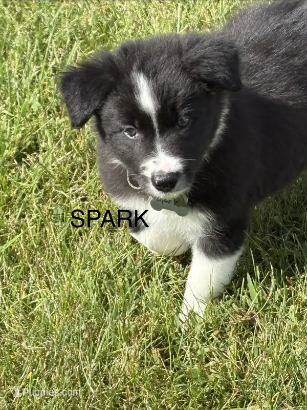 SPARK – Border Collie puppy for sale in Cloverdale, OH