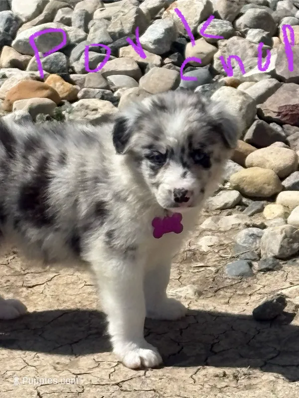 PorkChop – Border Collie puppy for sale in Cloverdale, OH