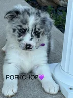PorkChop, a male Border Collie for sale in Cloverdale, OH – 4 of 4