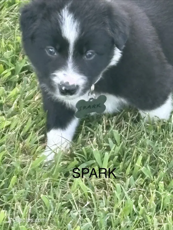 SPARK – Border Collie puppy for sale in Cloverdale, OH