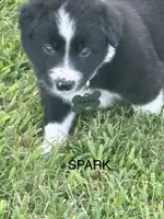 SPARK, a male Border Collie for sale in Cloverdale, OH – 1 of 6