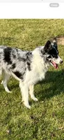 AXLE, a male Border Collie for sale in Cloverdale, OH – 6 of 6
