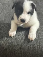 BLAZE, a male Border Collie for sale in Cloverdale, OH – 3 of 6