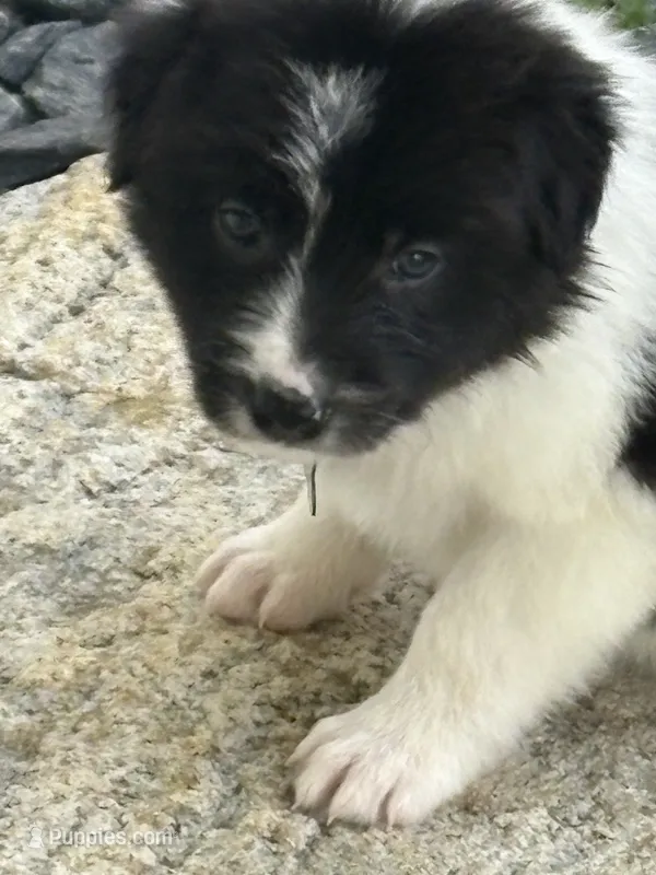 SMOKE – Border Collie puppy for sale in Cloverdale, OH