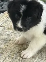 SMOKE, a male Border Collie for sale in Cloverdale, OH – 1 of 6