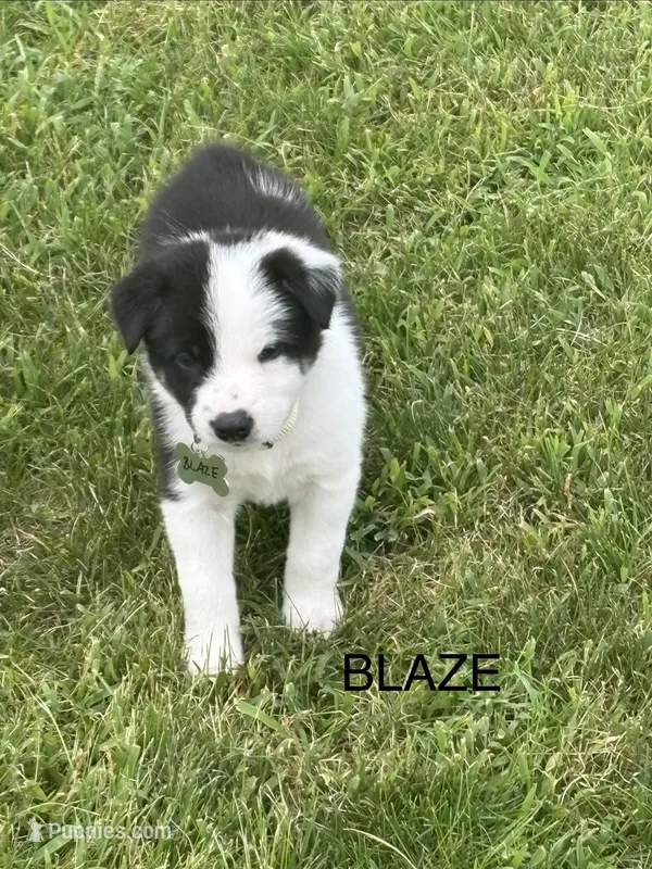 BLAZE – Border Collie puppy for sale in Cloverdale, OH