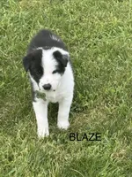 BLAZE, a male Border Collie for sale in Cloverdale, OH – 1 of 6