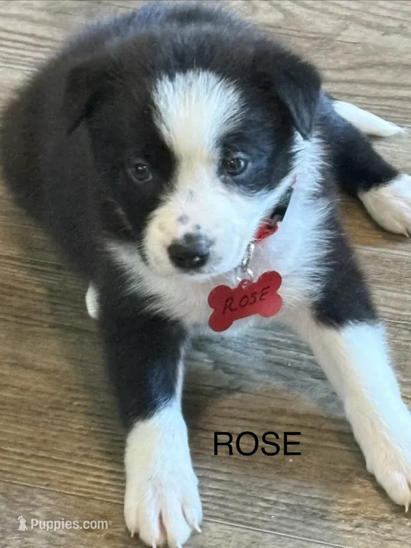 ROSE – Border Collie puppy for sale in Cloverdale, OH