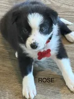 ROSE, a female Border Collie for sale in Cloverdale, OH – 1 of 7
