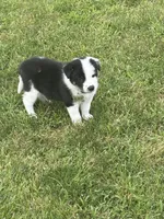 BLAZE, a male Border Collie for sale in Cloverdale, OH – 4 of 6