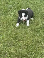ROSE, a female Border Collie for sale in Cloverdale, OH – 5 of 7