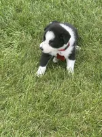 ROSE, a female Border Collie for sale in Cloverdale, OH – 4 of 7