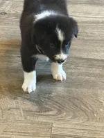 SPARK, a male Border Collie for sale in Cloverdale, OH – 2 of 6